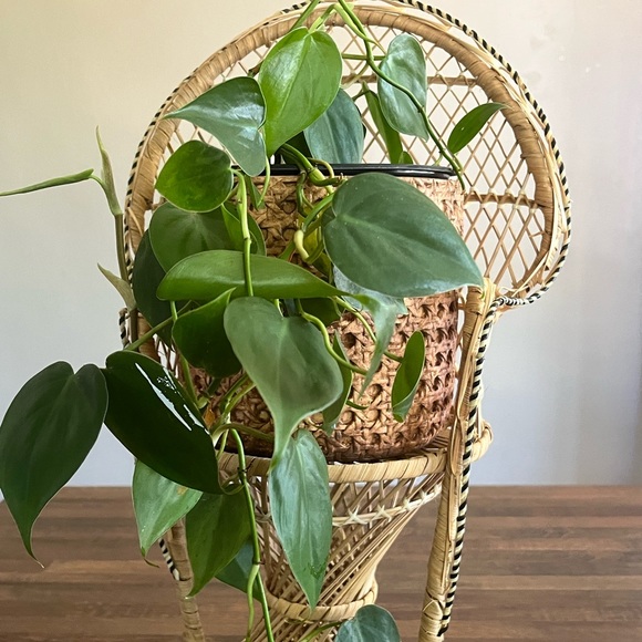 Other - Peacock chair